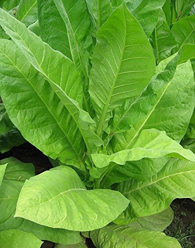 Pennbel 69 Tobacco ~100 seeds Pennbel 69 Tobacco ~100 seeds