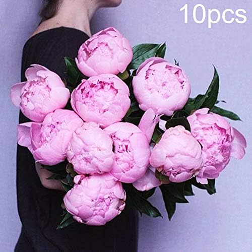 ENticerowts Seeds,10Pcs Pink Peony Flower Seeds Garden Yard Bonsai Plant Office Home Floral Grow Your own Beautiful Plants - Peony Seeds