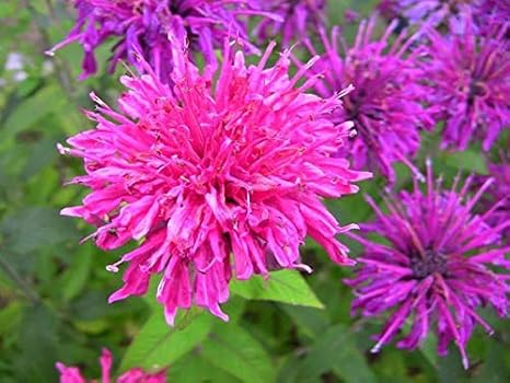 Mentha Monarda Didyma Bee Balm Colorful Flower Seeds 40 Monarda Didyma For Home Garden Yards Planting Amazon Co Uk Garden Outdoors