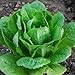 Lettuce Romaine Parris Island Cos ► Certified Organic Heirloom Seeds (200+ Seeds) ◄ by PowerGrow Systems