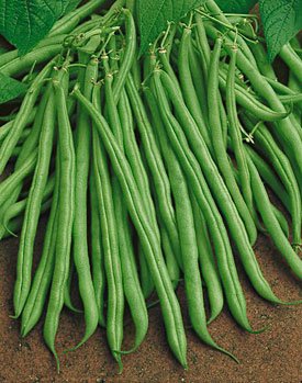 Tendergreen Bush Bean Seeds - Packet