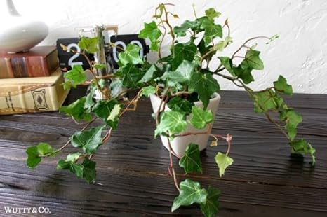 Amazon フェイクグリーン マウンテンアイビー 鉢付造花 光触媒加工 イミテーショングリーン 造花 人工観葉植物 消臭 抗菌 空気清浄 観葉植物 オンライン通販 Amazon フェイクグリーン マウンテンアイビー 鉢付造花 光触媒加工 イミテーショングリーン 造花 人工観葉植物 消臭 抗菌 空気清浄 観葉植物 オンライン通販