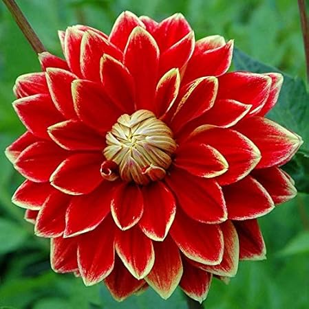 FERNSFLY Flower Bulbs IMP. Dahlia | Dhalia | Dahalia Perennial Flower Bulbs Excellent Quality Attractive Aromatic Flower Home Outdoor Gardening Flowering Bulbs (Pack Of 6 The Dutch Carneval)