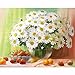 Supla 100Pcs Artificial Silk Gerbera Daisy Flower Heads 1.5 inch DIY Wreath Gift Box Scrapbooking Craft (without stem) (white)