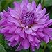 Blutiful Dahlia Flower Seeds 50 Stratisfied Seeds