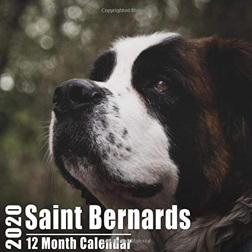 small saint bernard