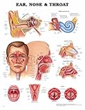 Ear, Nose and Throat Anatomical Chart, Anatomical Chart Company Staff, 1587797143