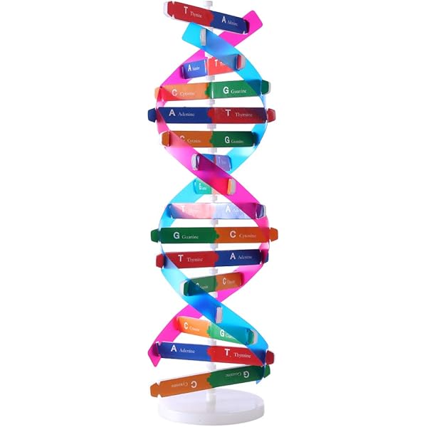 Hmane Dna Models Double Helix Model Components Science Educational Teaching Instrument Toy Amazon Com Au Toys Games