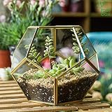 Root box XL Terrarium Plant Kit in scented giftbox Succulents Bonsai view 5