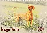 Magyar Vizsla 2020 / UK-Version 2020: Hungarian Pointers (Magyar Vizsla) in artful watercolor style. by 