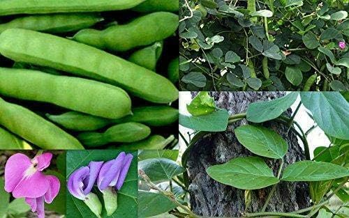 Details About Canavalia ensiformis Sword Bean, Jack Bean Plant 10 Seeds #Ornamental