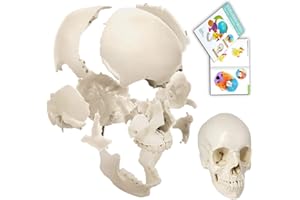 EVOTECH SCIENTIFIC Disarticulated Human Skull, 22 Parts Skull Model, Human Exploded Skull Model Adult Bone Color, Life-Size Anatomical Beauchene Skull Model for Medical Teaching Learning, Educational Student Learning