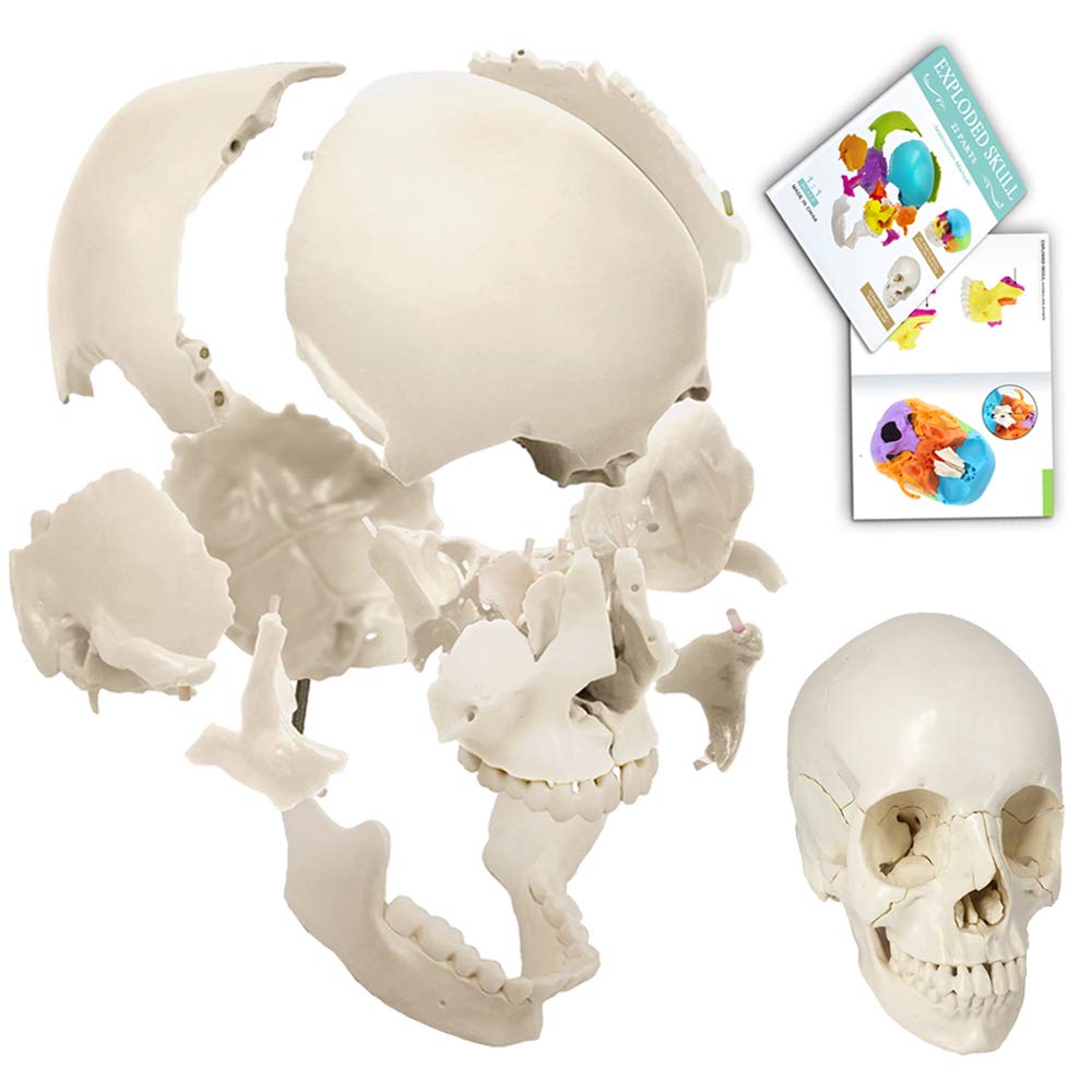 Photo 1 of Disarticulated Human Skull, 22 Parts Skull Model, Human Exploded Skull Model Adult Bone Color, Life-Size Anatomical Beauchene Skull Model for Medical Teaching Learning, Educational Student Learning