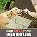 Bullysticks Organic Deer Antler (4-5 inch 1 pound)-Elk Antlers Dog Chews-Healthy Treats for Dogs-All Natural Gluten Free Dog Chew Toys-Safe, Hypoallergenic, Chemical Free-!