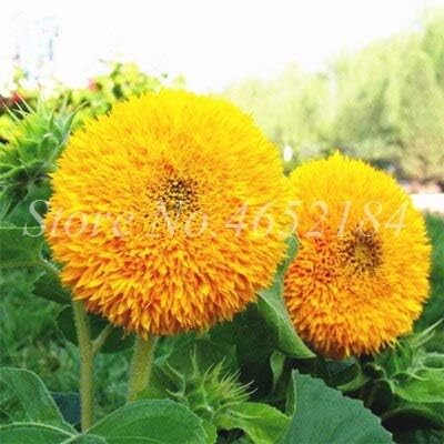 Amazon Co Jp ホームガーデン観賞用植物のための50個のミニヒマワリ盆栽花 珍しい色のヒマワリの花 屋内盆栽花工場 7 ホーム キッチン