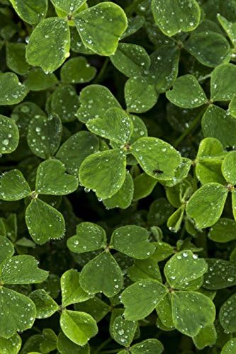 The Clover Leaf Journal (Oxalis Tuberosa): 150 page lined notebook/diary