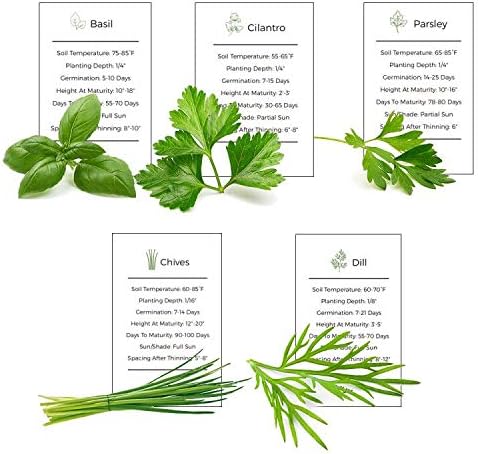 Amazon Com Environet Herb Garden Seeds Collection 5 Culinary Herb Seeds Pack Basil Parsley Cilantro Chives And Dill Seeds Heirloom Seeds For Planting Garden Outdoor