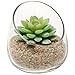 Modern Clear Glass Succulent Plant Vase / Small Candle Sconce / Decorative Storage Jar