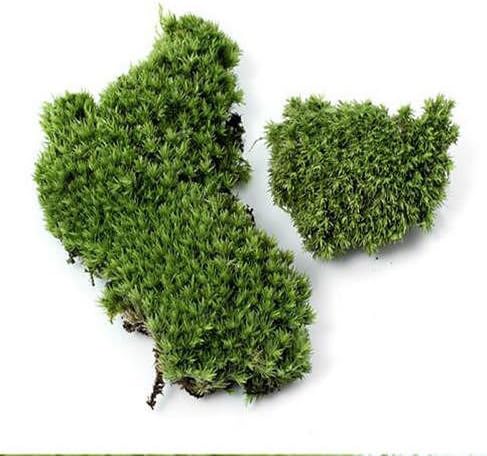 Garden Craft Plant Pots Fairy Ornament Miniature Figurine Dollhouse D?cor "Grass:810cm "SetA70