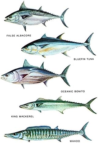 Mackerel tuna Clearance