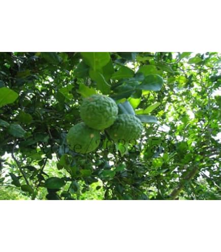 thumbnail image 2 of Preț: €3.50 - KAFFIR LIME Seeds (Citrus Hystrix 2 of 9