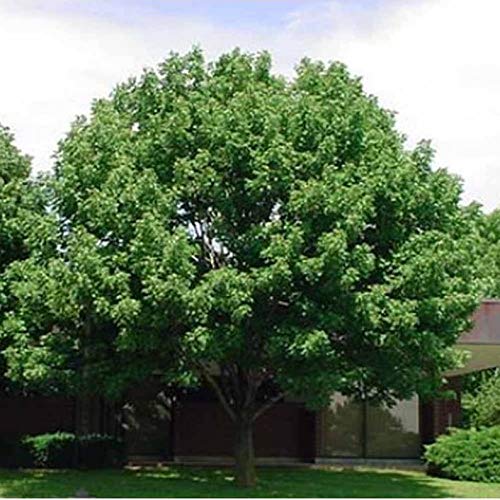 100 White Ash Tree Seeds, Fraxinus Americana, Limits