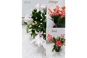3XChristmas Cactus Cuttings. Schlumbergera Truncata Mixed Variety Plants:Package Contatins Seeds