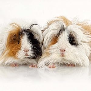 Guinea Pigs (171077)
