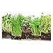 Window Garden Microgreen Assortment 5 Pack Refill – Use with Grow n Serve Kit, Multi-Use 15” x 6” Planter Tray, Pre-Measured Soil + Seed, Zesty Radish, Sunflowers, Pea Shoots, Wheat Grass and Salad.