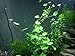 Aquatic Arts Brazilian Pennywort - 2 Bunches - Large Live Aquarium Plants