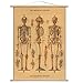 Human Skeleton Poster with Hanger Kit Scientific Vintage Style 20 x 28
