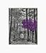 Purple Gray Wall Pictures for Bathroom, Bedroom, Purple Rose Flower, Decorative 5x7, 8x10 Home Decor Picture Options