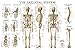 Skeletal System Anatomical Chart - Laminated - Human Skeleton Poster 18 x 27 (Horizontal)