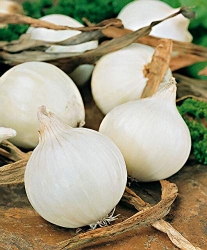 Creative Farmer Vegetable Seeds Onion Seeds Organic Seeds - Onion White Seeds Exotic Plants Seeds Home Garden Seeds