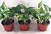 Golden Devil's Ivy Pothos 4" Pot 3 pack Very Easy to Grow - unique from Jmbamboo