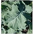 50 seeds PREMIER Kale Compact Vigorous Leaves up to 1' long! Cold hardy Heirloom