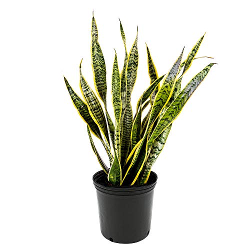 American plant exchange sansevieria trifasciata laurentii planta