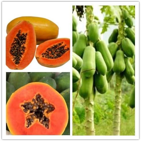 semillas de vegetales orgánicos Kalash Nuevas 30 PC de la papaya ...