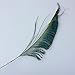 Sowder Natural Peacock Sword Feathers 10-15 Inches for Wedding Home Decoration Pcak of 50