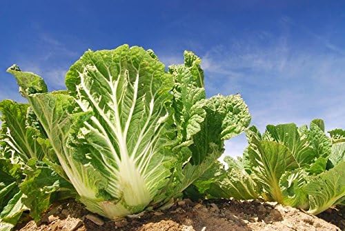 Chinese Cabbage Bristol Seeds - Brassica pekinensis -