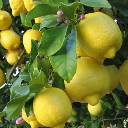 Creative Farmer Bonsai Suitable Fruit Seeds : Lemon Tree Fruit Seeds For Bonsai SuitablePlant Bonsai Suitable Fruit Seeds Pack