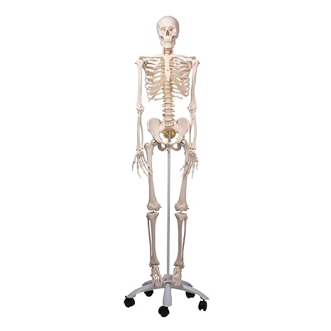 3B Scientific Menschliche Anatomie Skelett Fred - Das flexible Skelett auf Metallstativ - Lebensgroß, inklusive Metallstativ 