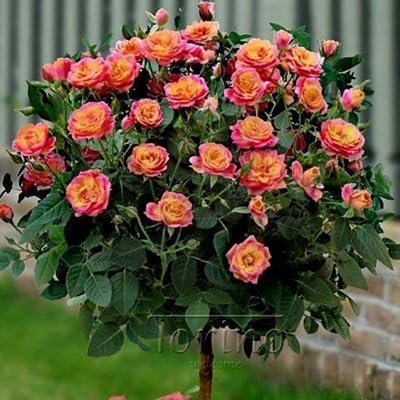 Amazon Com 50 Purple Chinese Rose Tree Bonsai Seed Red Rose Tree