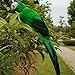 LWINGFLYER Green Artificial Parrot Life Size Foam Feather Parrot Macaw Birds for Decoration Costume Shoulder Ornament Modern Home Garden Party Decor (13.8inch/35cm)