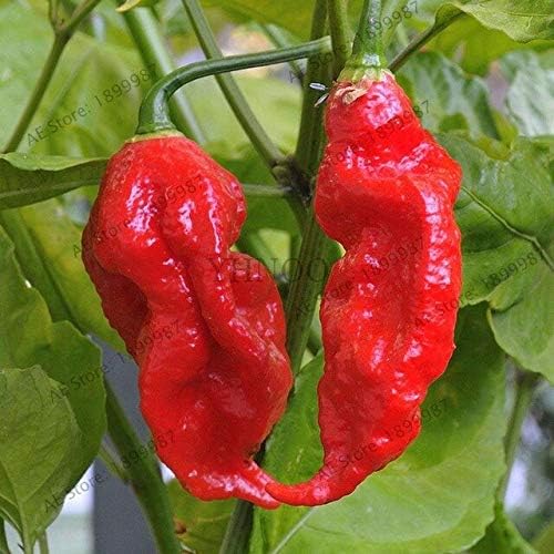 Bra Hot - 200 Pcs Mixed Yellow Puple Red Green White Mix Sweet Bell Hot Pepper Bonsai Vegetables Paprika, Plant for Home Garden(Seed) - by Abuldahi