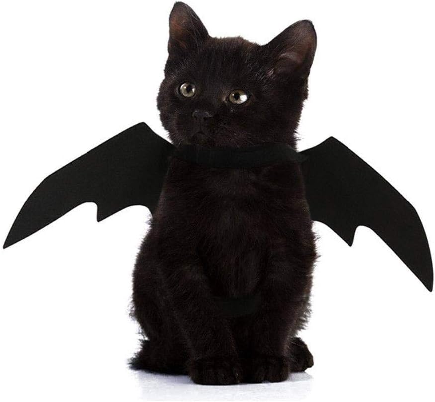 black vampire cat