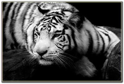 Tiger print on canvas, framed and ready to hang, black and white modern home and office interior decor, wildlife canvas designs, 1 panel print wall art