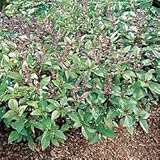 Cinnamon Basil 100 Seeds, 750 mg