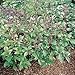 Cinnamon Basil 100 Seeds, 750 mg