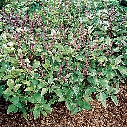 Cinnamon Basil 100 Seeds, 750 mg Cinnamon Basil 100 Seeds, 750 mg